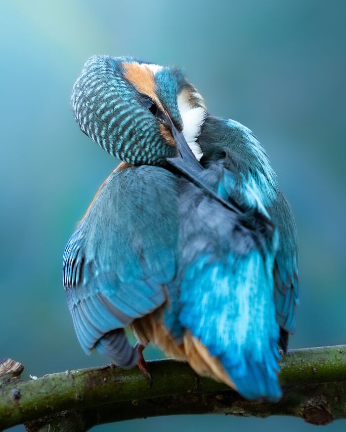 Close-up of a vibrant blue bird perched on a branch, highlighting nature’s most elusive birds in detailed photography.