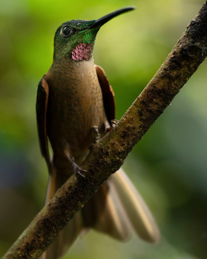 Close-up of a colorful hummingbird perched on a branch, showcasing nature’s most elusive birds in their habitat.