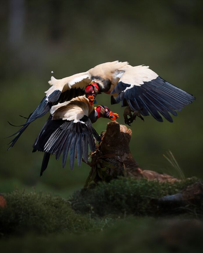 Two elusive birds with colorful red heads captured mid-flight near a tree stump in a natural environment by a wildlife photographer.