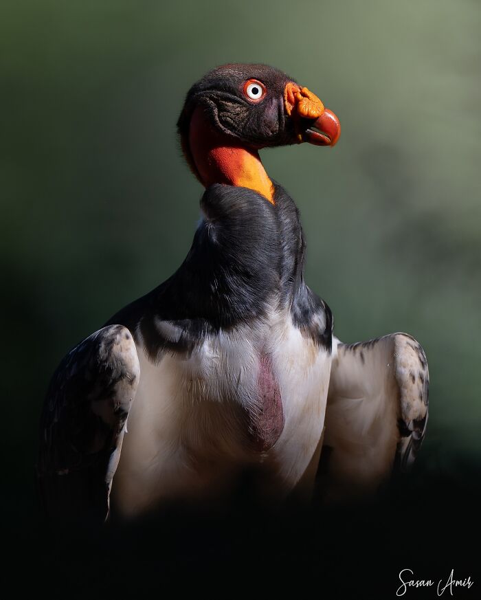 Colorful rare bird with bright orange and black feathers captured by photographer documenting elusive nature birds.