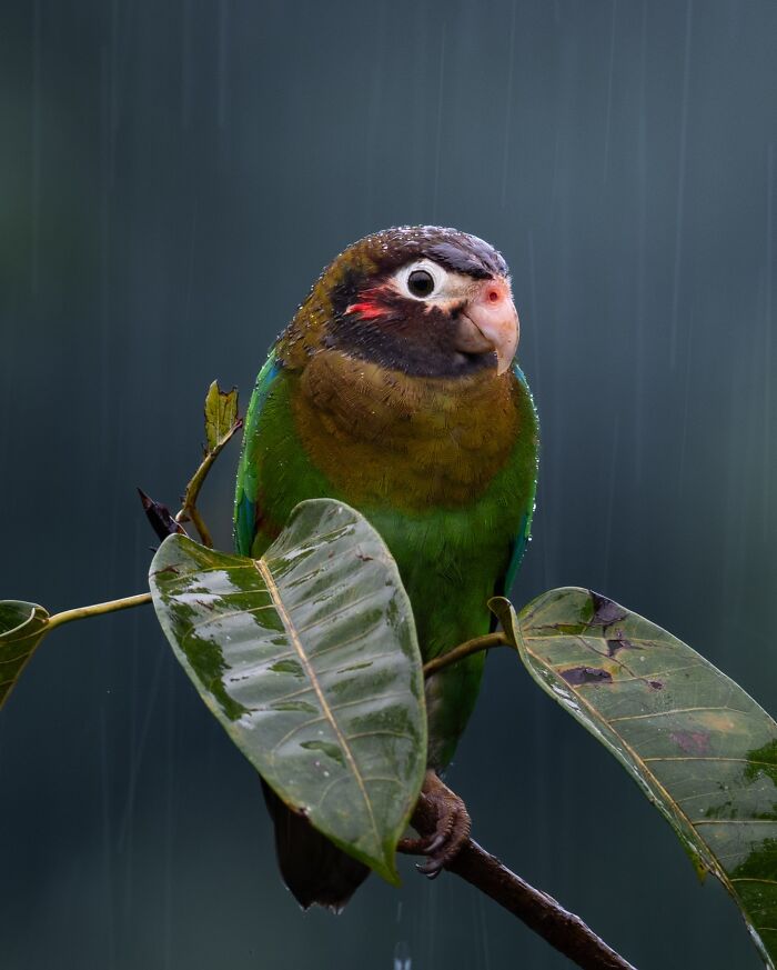 Colorful elusive bird perched on rain-soaked branch, captured by photographer documenting nature across the globe.