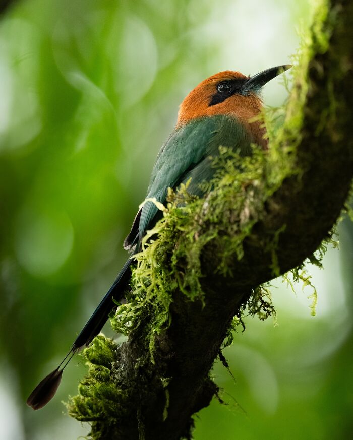Colorful elusive bird perched on a moss-covered branch in a lush green forest, captured by nature photographer.