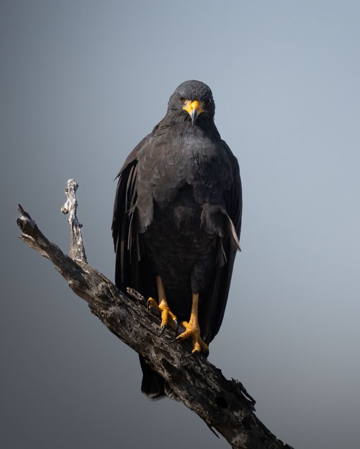 Black bird with yellow beak and feet perched on a branch, captured by a photographer documenting elusive birds in nature.
