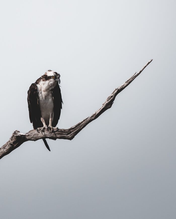 Osprey perched on a bare branch against a pale sky, showcasing one of nature’s most elusive birds in its habitat.