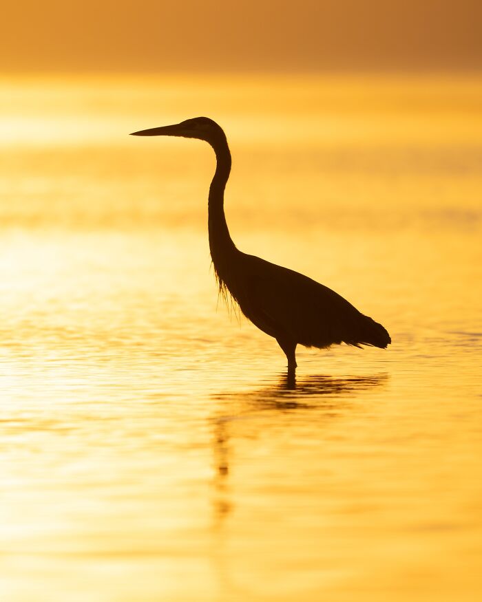 Silhouette of an elusive bird standing in calm water during golden sunset, showcasing nature's rare wildlife.
