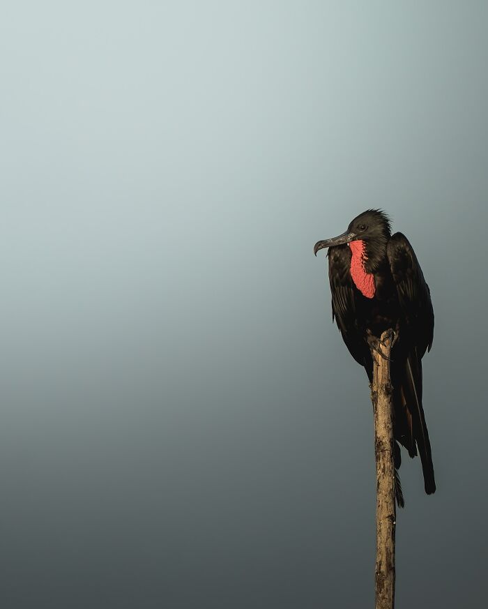 Black frigatebird with red throat pouch perched on a branch, showcasing nature’s most elusive birds in their habitat.