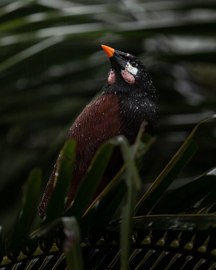 Rare bird with an orange beak perched on wet leaves, captured by a photographer documenting elusive birds in nature.