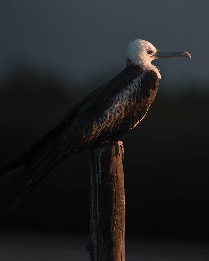 Elusive bird perched on a wooden post captured during golden hour by a photographer documenting nature around the globe.