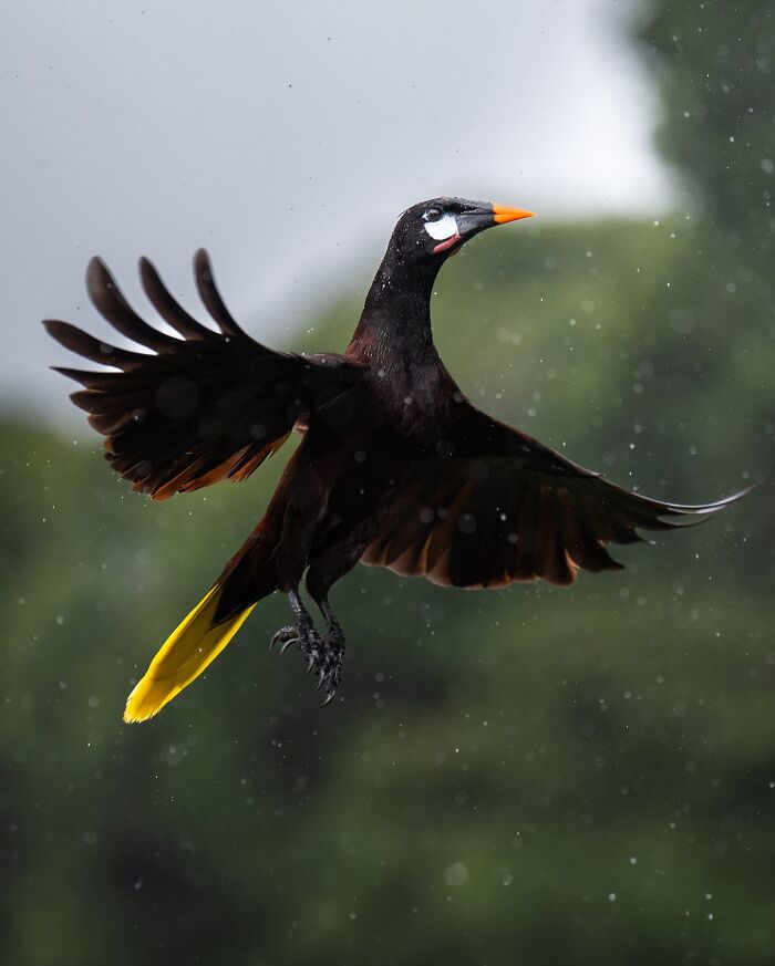 Black bird with yellow tail flying in front of blurred green nature background, showcasing nature’s most elusive birds.