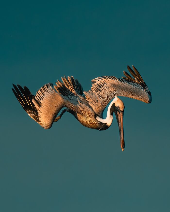 Brown pelican diving in clear sky, capturing nature’s most elusive birds through global wildlife photography.