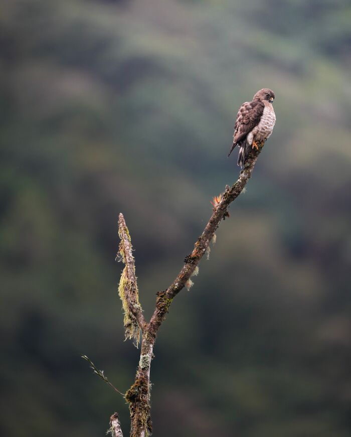Elusive bird perched on a branch in a natural habitat captured by a photographer traveling the globe to document wildlife.