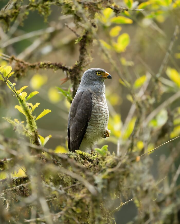 Elusive bird perched on moss-covered tree branch in natural forest setting, captured by nature photographer.