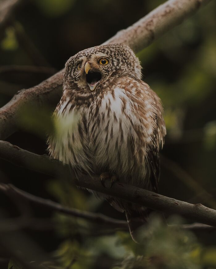 Small owl perched on a tree branch in nature, showcasing one of the most elusive birds documented by a wildlife photographer.