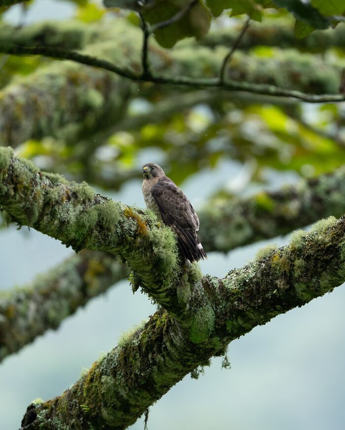 Elusive bird perched on moss-covered tree branch in a lush natural environment captured by nature photographer.