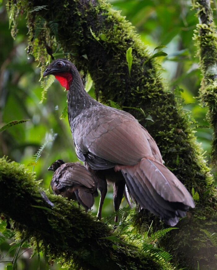 Rare bird with red throat perched on a mossy tree branch in dense forest, captured by photographer documenting elusive birds.