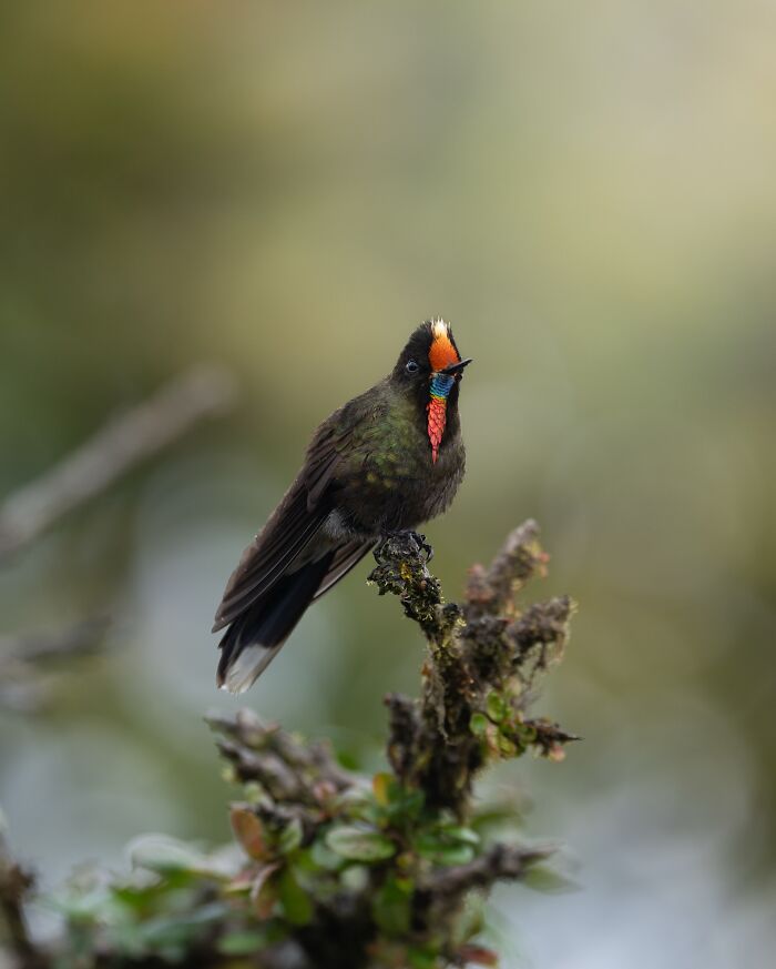 Colorful elusive bird perched on a branch in nature, captured by photographer traveling the globe.