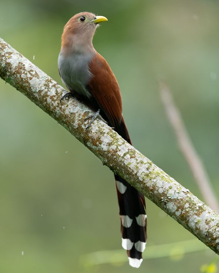 Elusive bird perched on a mossy branch captured in nature by a photographer traveling the globe for rare bird photography.