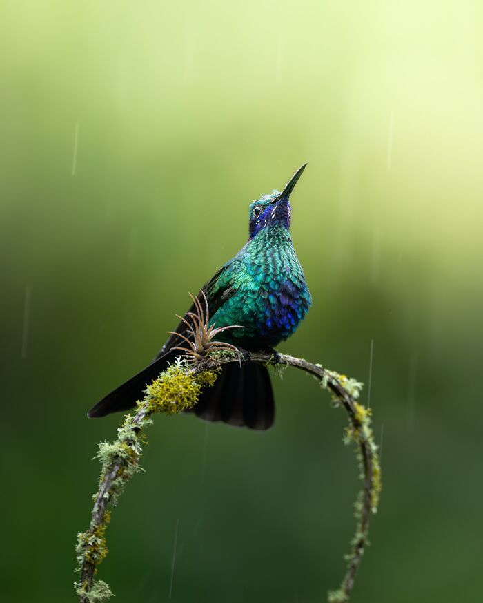 Vibrant hummingbird perched on a mossy branch in the rain, showcasing nature’s most elusive birds in their habitat.