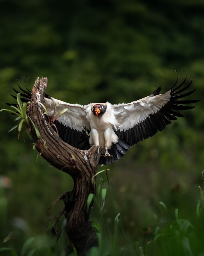 Vulture with wings spread wide perched on a branch in a green natural setting, showcasing nature’s elusive birds.