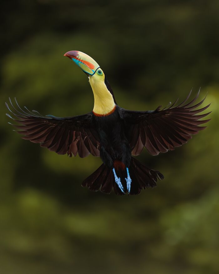 Colorful toucan flying with wings spread wide in a natural setting, captured by photographer documenting elusive birds.