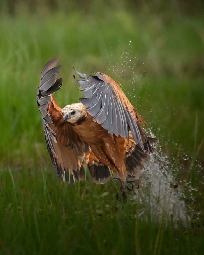 Elusive bird taking flight above water splashing in a natural green habitat captured by wildlife photographer.