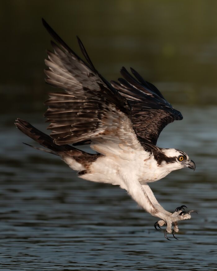 Osprey bird in mid-flight over water with wings spread, showcasing nature's most elusive birds in their habitat.