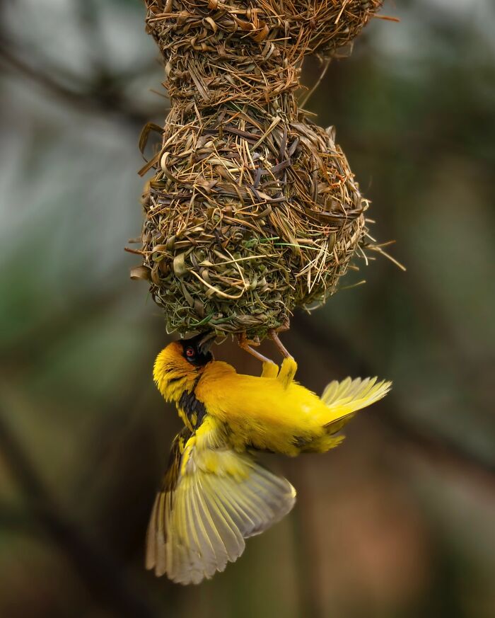 Yellow bird building intricate nest hanging from tree branch, showcasing elusive birds in nature photography.