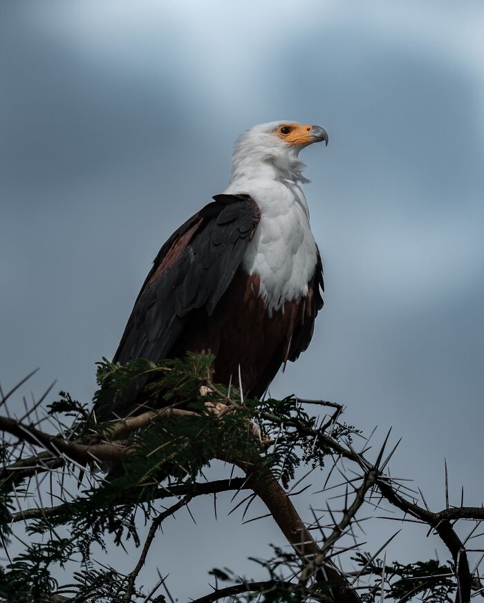 Eagle perched on a thorny tree branch captured by photographer documenting nature’s most elusive birds.