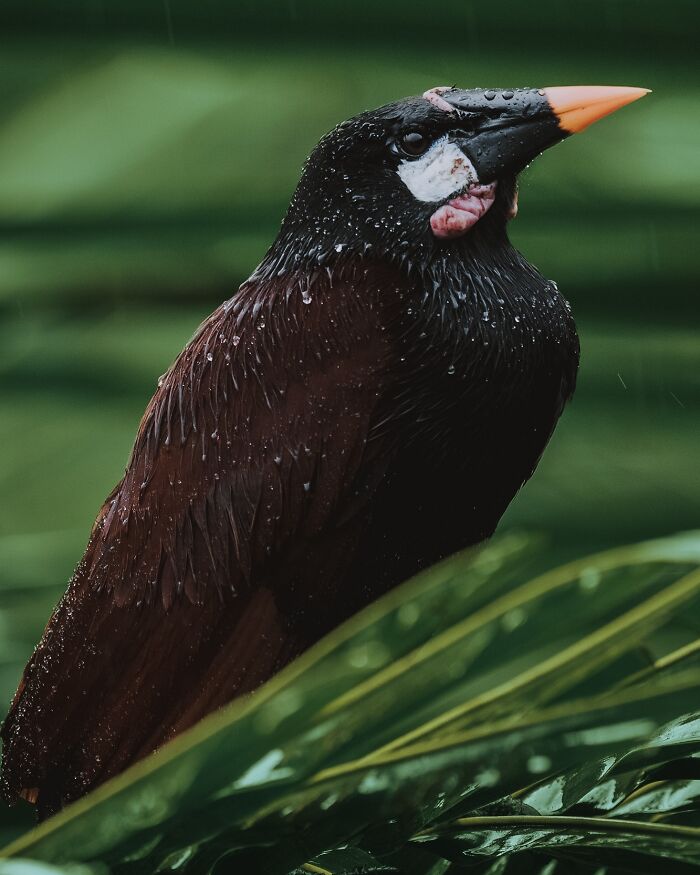 Close-up of an elusive bird covered in raindrops, perched on green leaves, showcasing nature's rare wildlife.
