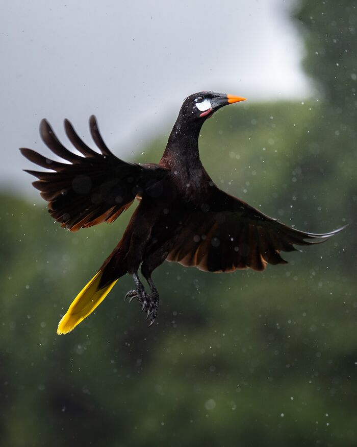 Elusive bird with black and yellow feathers in flight, captured by photographer traveling the globe to document nature.