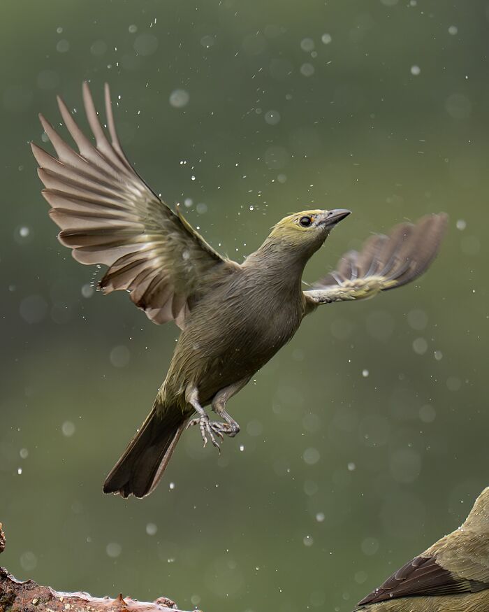 A close-up of an elusive bird in mid-flight, captured by a photographer documenting nature’s rare birds globally.