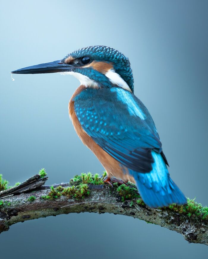 Close-up of a vibrant blue kingfisher perched on a mossy branch, showcasing nature’s most elusive birds in detail.
