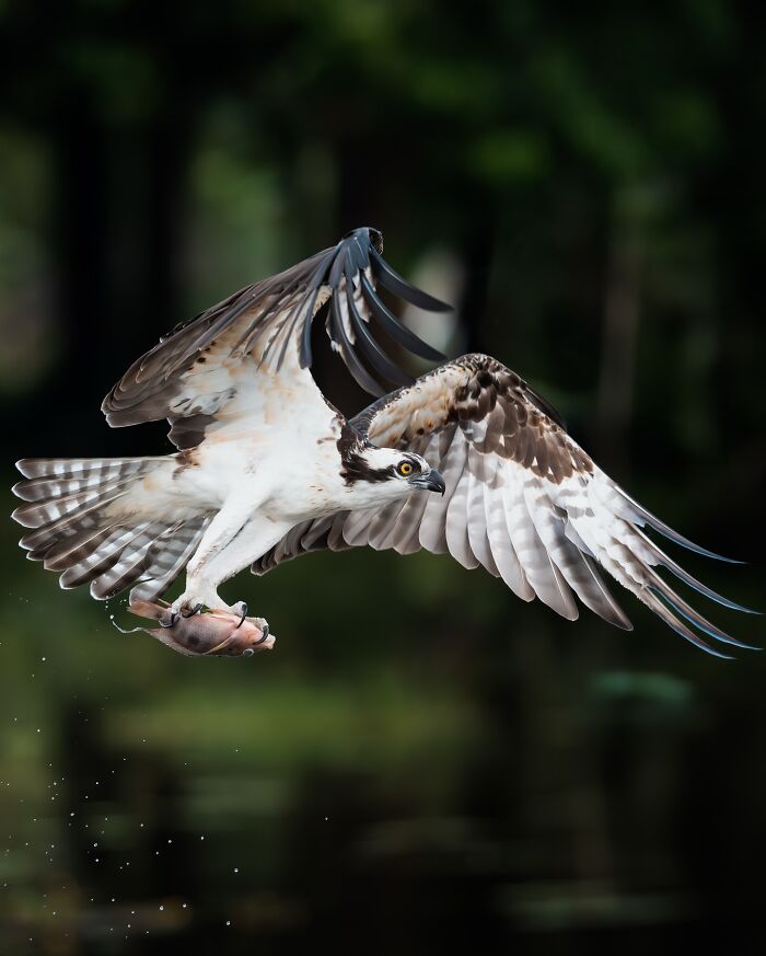 Osprey in flight over water holding a fish, showcasing nature’s most elusive birds in their natural habitat.