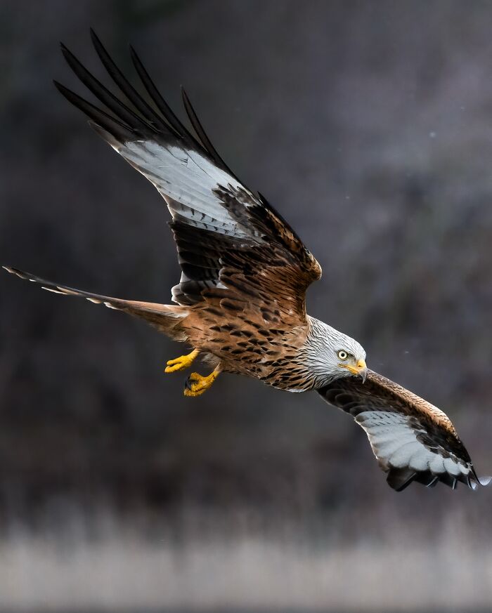 Bird in mid-flight showcasing detailed feathers, captured by a photographer documenting nature’s most elusive birds globally.