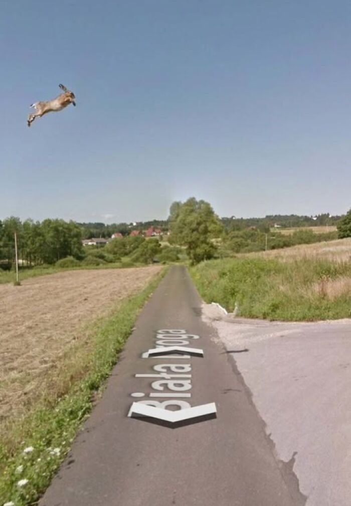 Unusual Google Earth view showing a floating animal above a rural road named Biała Droga on a clear day.