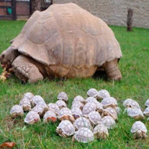 stevenleatherwood avatar