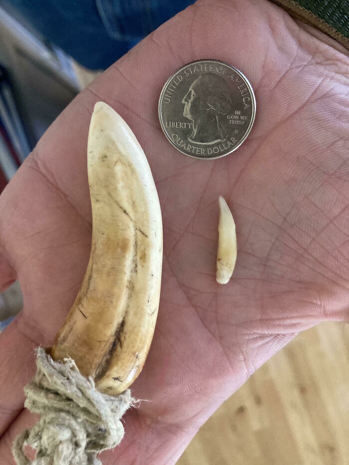 Two differently sized animal teeth beside a US quarter on a hand, showing fascinating details for curious minds.