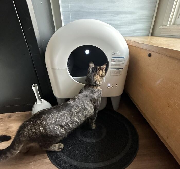 Cat approaching a modern automatic litter box, highlighting top Amazon Memorial Day sale finds for pet products.
