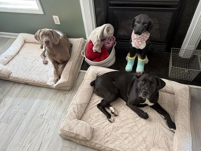 Two dogs relaxing on beds near a fireplace with decorative dog statue during Amazon Memorial Day Sale fade-out.