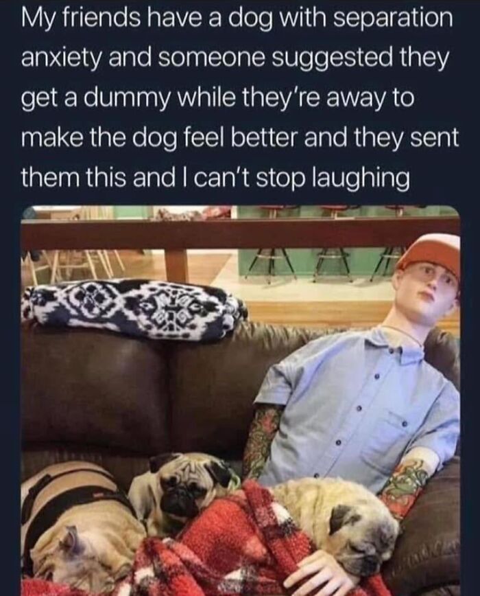 Two pugs resting on a couch with a realistic human doll as a dummy, showing adorable animals comforting dogs.