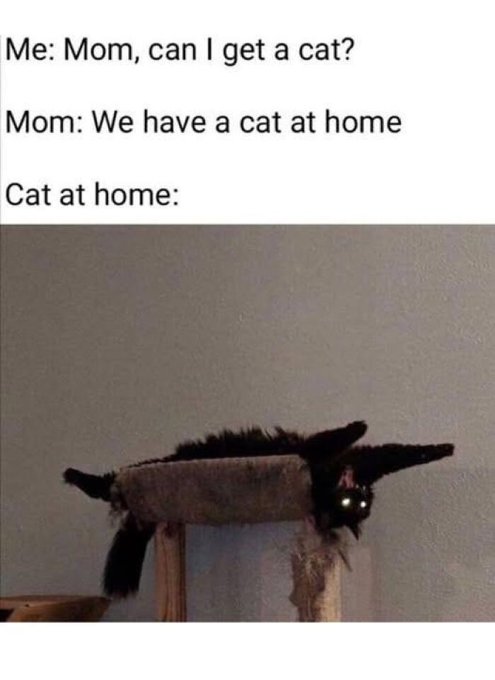 Cat at home stretched awkwardly on a scratching post, an adorable animal photo likely to bring instant smiles.