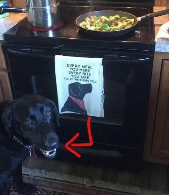 Black dog standing near a stove with a towel showing a dog silhouette, showcasing adorable animals bringing smiles.