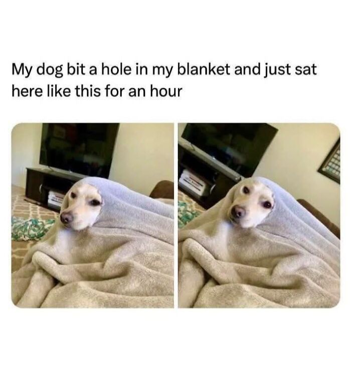 Adorable dog wrapped in a blanket with a hole, sitting quietly for an hour, one of the adorable animals that may bring smiles.