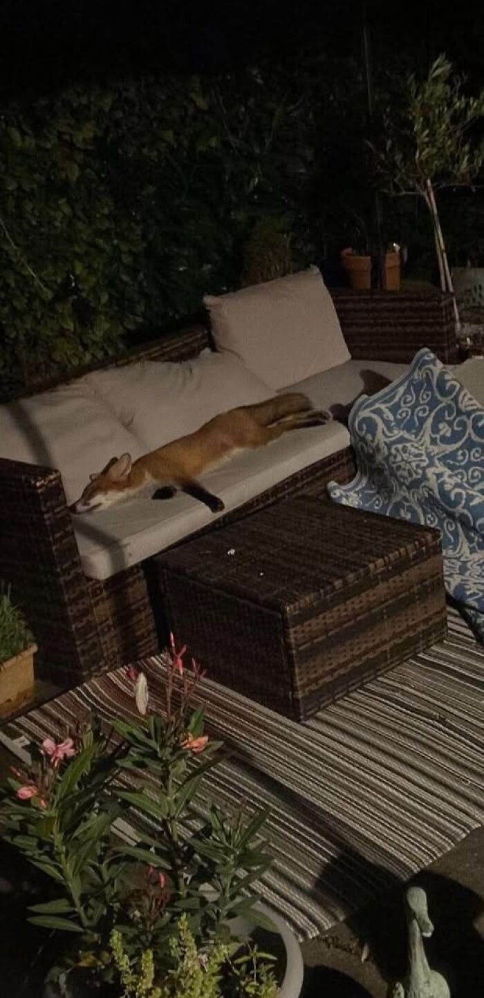 Fox resting on a couch in a garden at night, showcasing nature’s breathtaking beauty captured in a peaceful setting.