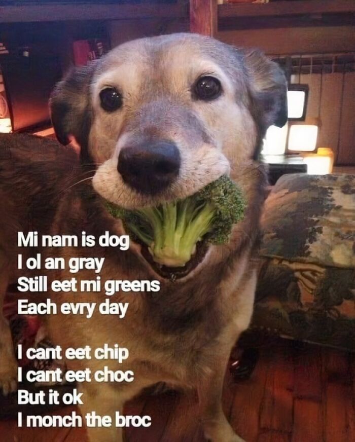 Adorable dog holding broccoli in its mouth, a cute animal photo that may bring instant smiles.