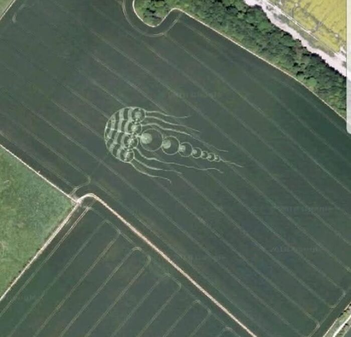 Aerial view of an unusual crop formation resembling a jellyfish found on Google Earth in a green field.