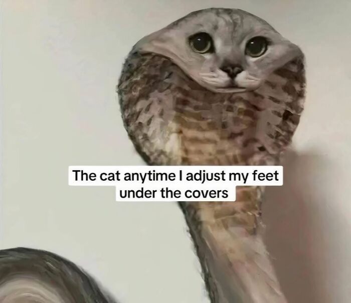 Close-up of a cobra with big eyes, capturing an adorable animal that may bring you instant smiles.