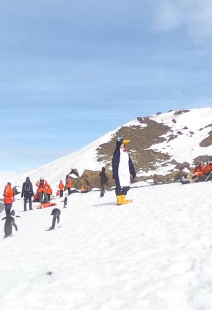 Person in penguin costume standing on snowy landscape among real penguins, a strange odd thing found on Google Earth.