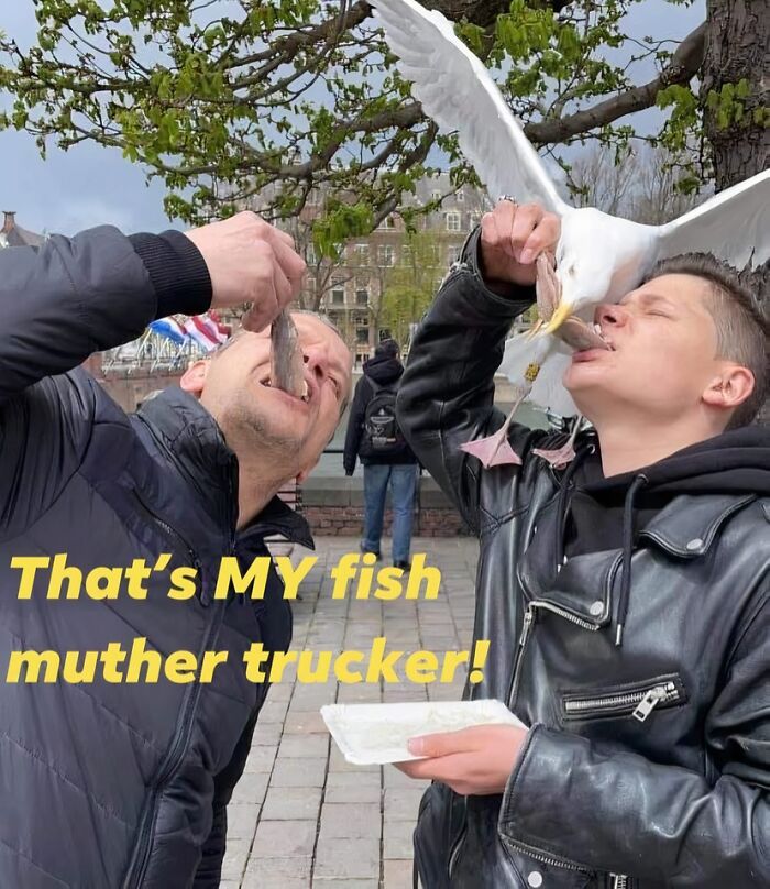 Two people feeding fish to a seagull in an outdoor setting, capturing adorable animals bringing instant smiles.