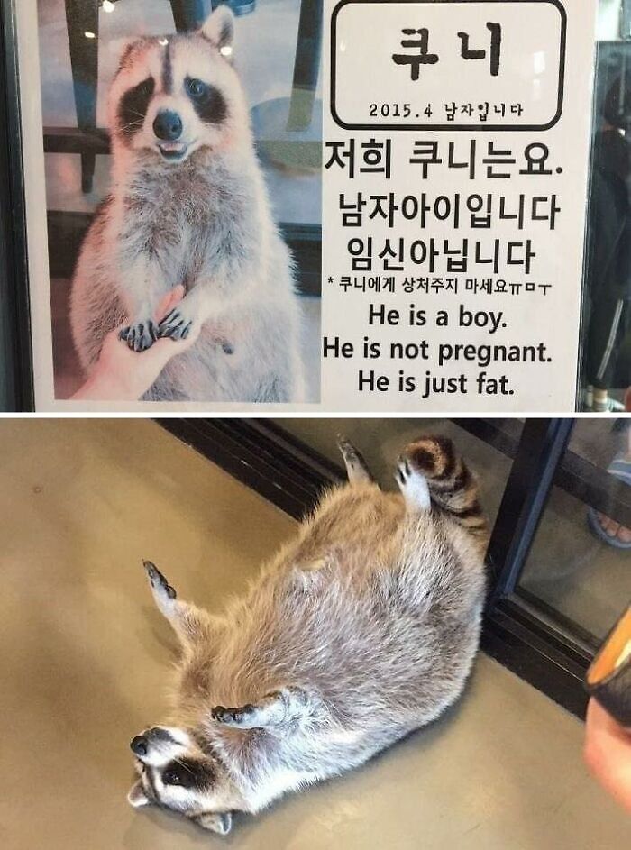 Chubby adorable animal raccoon lying on the floor and held by hand, showcasing adorable animals that may bring instant smiles.